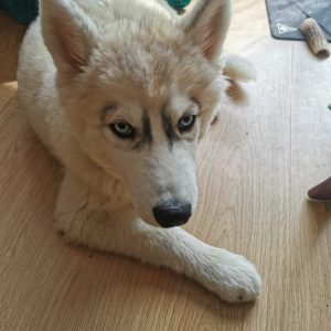 Images de profil de Emilie - Blooming Pets - Petsitting et garde d'animaux à domicile