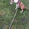 Images de profil de Emilie - Blooming Pets - Petsitting et garde d'animaux à domicile
