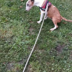 Images de profil de Emilie - Blooming Pets - Petsitting et garde d'animaux à domicile