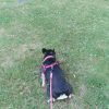 Images de profil de Emilie - Blooming Pets - Petsitting et garde d'animaux à domicile