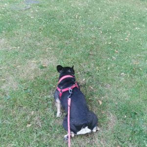 Images de profil de Emilie - Blooming Pets - Petsitting et garde d'animaux à domicile
