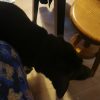Images de profil de Emilie - Blooming Pets - Petsitting et garde d'animaux à domicile