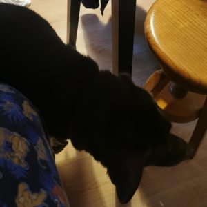 Images de profil de Emilie - Blooming Pets - Petsitting et garde d'animaux à domicile