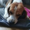 Images de profil de Emilie - Blooming Pets - Petsitting et garde d'animaux à domicile