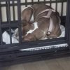 Images de profil de Emilie - Blooming Pets - Petsitting et garde d'animaux à domicile
