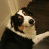 Images de profil de Emilie - Blooming Pets - Petsitting et garde d'animaux à domicile