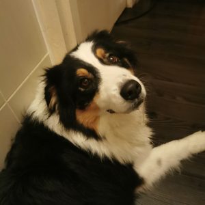 Images de profil de Emilie - Blooming Pets - Petsitting et garde d'animaux à domicile
