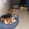 Images de profil de Emilie - Blooming Pets - Petsitting et garde d'animaux à domicile