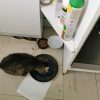 Images de profil de Emilie - Blooming Pets - Petsitting et garde d'animaux à domicile