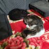 Images de profil de Emilie - Blooming Pets - Petsitting et garde d'animaux à domicile