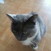 Images de profil de Emilie - Blooming Pets - Petsitting et garde d'animaux à domicile