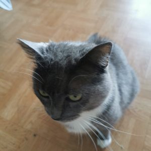 Images de profil de Emilie - Blooming Pets - Petsitting et garde d'animaux à domicile