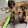 Images de profil de Emilie - Blooming Pets - Petsitting et garde d'animaux à domicile