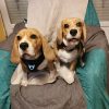Images de profil de Emilie - Blooming Pets - Petsitting et garde d'animaux à domicile