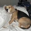 Images de profil de Emilie - Blooming Pets - Petsitting et garde d'animaux à domicile