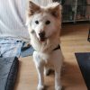 Images de profil de Emilie - Blooming Pets - Petsitting et garde d'animaux à domicile