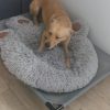 Images de profil de Emilie - Blooming Pets - Petsitting et garde d'animaux à domicile