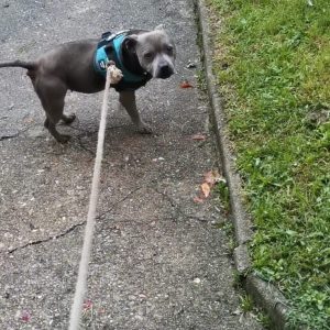 Images de profil de Emilie - Blooming Pets - Petsitting et garde d'animaux à domicile