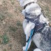 Images de profil de Emilie - Blooming Pets - Petsitting et garde d'animaux à domicile