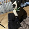 Images de profil de Emilie - Blooming Pets - Petsitting et garde d'animaux à domicile