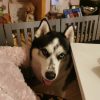 Images de profil de Emilie - Blooming Pets - Petsitting et garde d'animaux à domicile