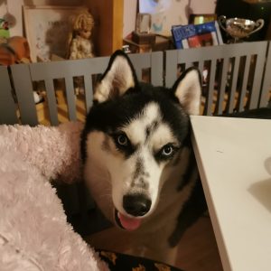 Images de profil de Emilie - Blooming Pets - Petsitting et garde d'animaux à domicile