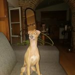 Phoebe   Petit Lévrier Italien Femelle - Garde d'animaux à domicile