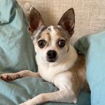 Roxy   Chihuahua Femelle - Garde d'animaux à domicile