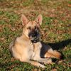 Images de profil de Malia - Blooming Pets - Petsitting et garde d'animaux à domicile