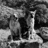 Images de profil de Malia - Blooming Pets - Petsitting et garde d'animaux à domicile
