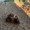 Images de profil de Malia - Blooming Pets - Petsitting et garde d'animaux à domicile