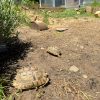 Images de profil de Çou - Blooming Pets - Petsitting et garde d'animaux à domicile