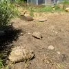 Images de profil de Çou - Blooming Pets - Petsitting et garde d'animaux à domicile