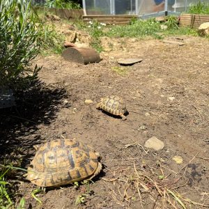 Images de profil de Çou - Blooming Pets - Petsitting et garde d'animaux à domicile