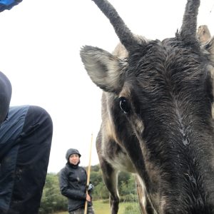 Images de profil de Çou - Blooming Pets - Petsitting et garde d'animaux à domicile