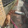 Images de profil de emma - Blooming Pets - Petsitting et garde d'animaux à domicile