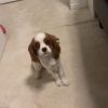 Images de profil de emma - Blooming Pets - Petsitting et garde d'animaux à domicile