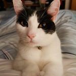 Thor   European Shorthair (Européen) Mâle - Garde d'animaux à domicile