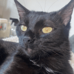 Valentina   European Shorthair (Européen) Femelle stérilisée - Garde d'animaux à domicile