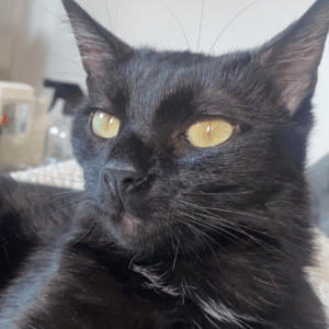 Images de profil de Camille - Blooming Pets - Petsitting et garde d'animaux à domicile