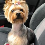 Tao   Yorkshire Terrier Femelle - Garde d'animaux à domicile