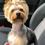 Tao   Yorkshire Terrier Femelle - Garde d'animaux à domicile