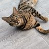 Images de profil de Camille - Blooming Pets - Petsitting et garde d'animaux à domicile