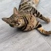 Images de profil de Camille - Blooming Pets - Petsitting et garde d'animaux à domicile