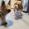 Images de profil de Camille - Blooming Pets - Petsitting et garde d'animaux à domicile