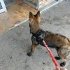 Images de profil de Emma - Blooming Pets - Petsitting et garde d'animaux à domicile