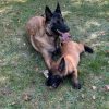 Images de profil de Emma - Blooming Pets - Petsitting et garde d'animaux à domicile
