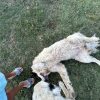 Images de profil de Emma - Blooming Pets - Petsitting et garde d'animaux à domicile