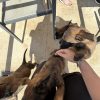 Images de profil de Emma - Blooming Pets - Petsitting et garde d'animaux à domicile