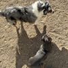 Images de profil de Emma - Blooming Pets - Petsitting et garde d'animaux à domicile